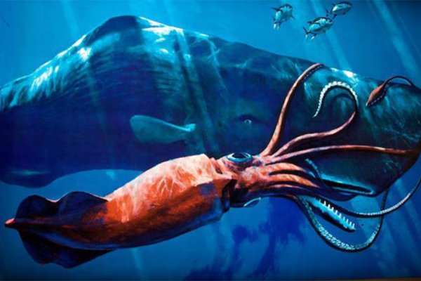 Kraken зеркало krakens13 at