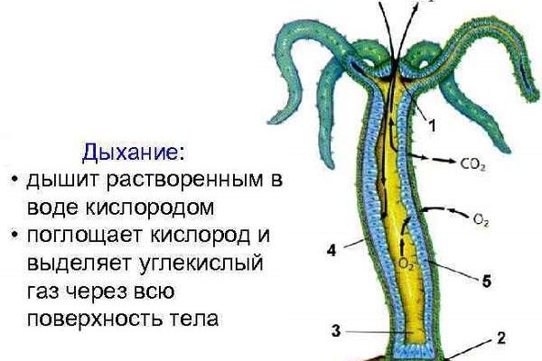 Кракен даркнет плейс